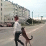 В Севастополе собак переводят за лапу через пешеходный переход - Sebastopol.Today