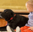 Единственная в Крыму собака-терапевт способна протянуть лапу помощи - RuInformer.Com