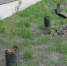 «Молодежка ОНФ» в Севастополе заложила Аллею героев рядом с дошкольным... - ОНФ в Севастополе