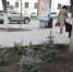 Голубые ели в Севастополе обрекли на гибель - Sevastopol.Su