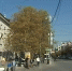 В Севастополе выберут объекты для благоустройства в 2026 году - Вести.Севастополь