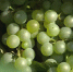 В Севастополе выдают субсидии виноградарям и виноделам - Вести.Севастополь