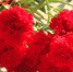 Спасатель из Севастополя Сергей Иванов погиб в Курской области - Вести.Севастополь