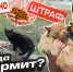 В Севастополе появятся партизаны-эмпаты? — опрос ForPost - Sevastopol.Su