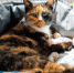 Чем опасны лисы, заглянувшие в город или село - SevastopolMedia
