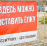 В Севастополе стартовала акция по экологичной утилизации новогодних елок  10 точек приема работают до 25 января - Правительство Севастополя