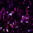 Пенсионерку обманули поддельные звёзды K-pop - ущерб полмиллиона рублей - SevastopolMedia