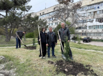 На улице Молодых строителей высадили порядка 100 саженцев деревьев и кустарников