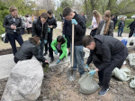 На улице Молодых строителей высадили порядка 100 саженцев деревьев и кустарников