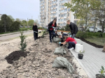 На улице Молодых строителей высадили порядка 100 саженцев деревьев и кустарников