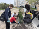 На улице Молодых строителей высадили порядка 100 саженцев деревьев и кустарников